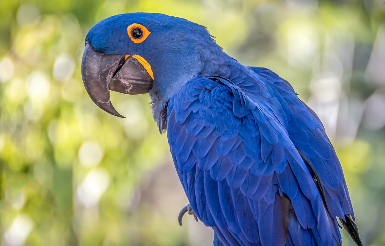 Hyacinth Macaw Wallpapers