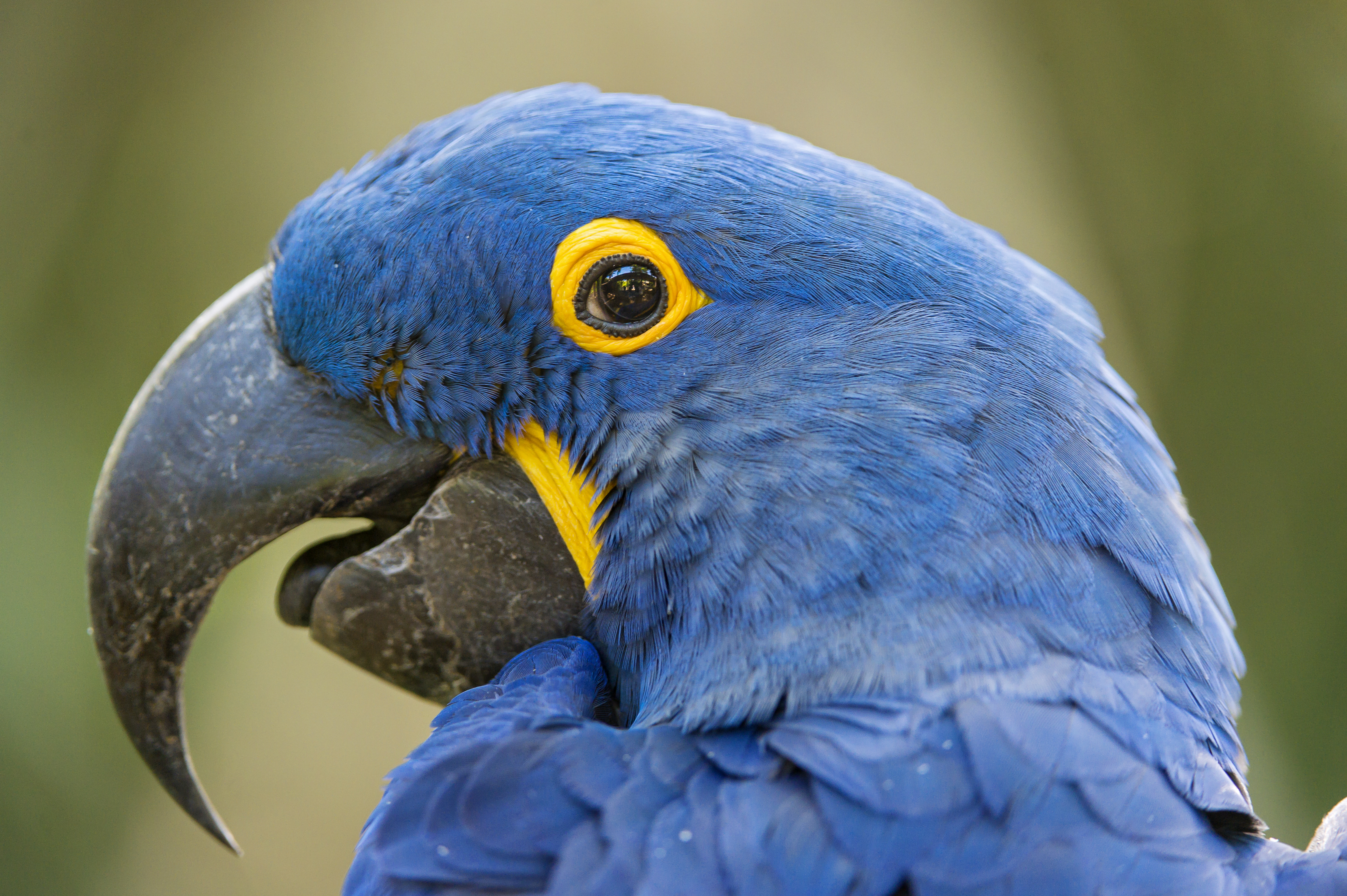 Hyacinth Macaw Wallpapers