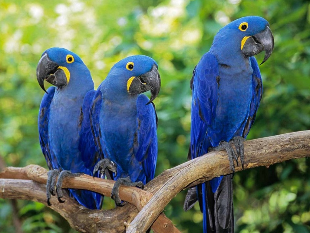 Hyacinth Macaw Wallpapers