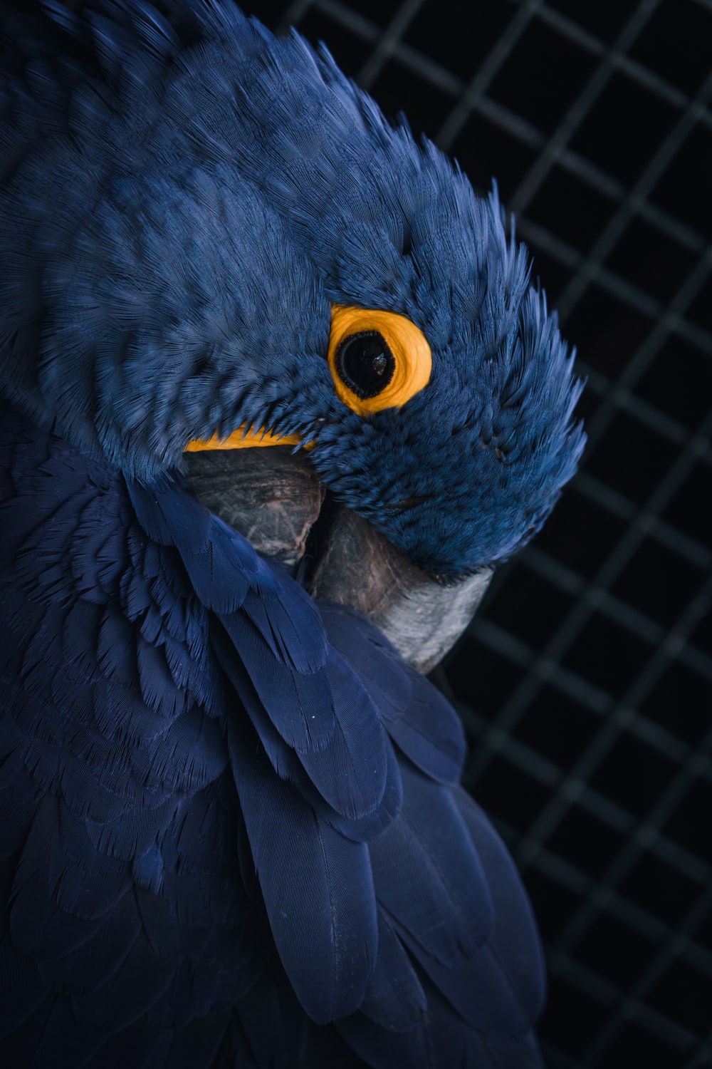 Hyacinth Macaw Wallpapers