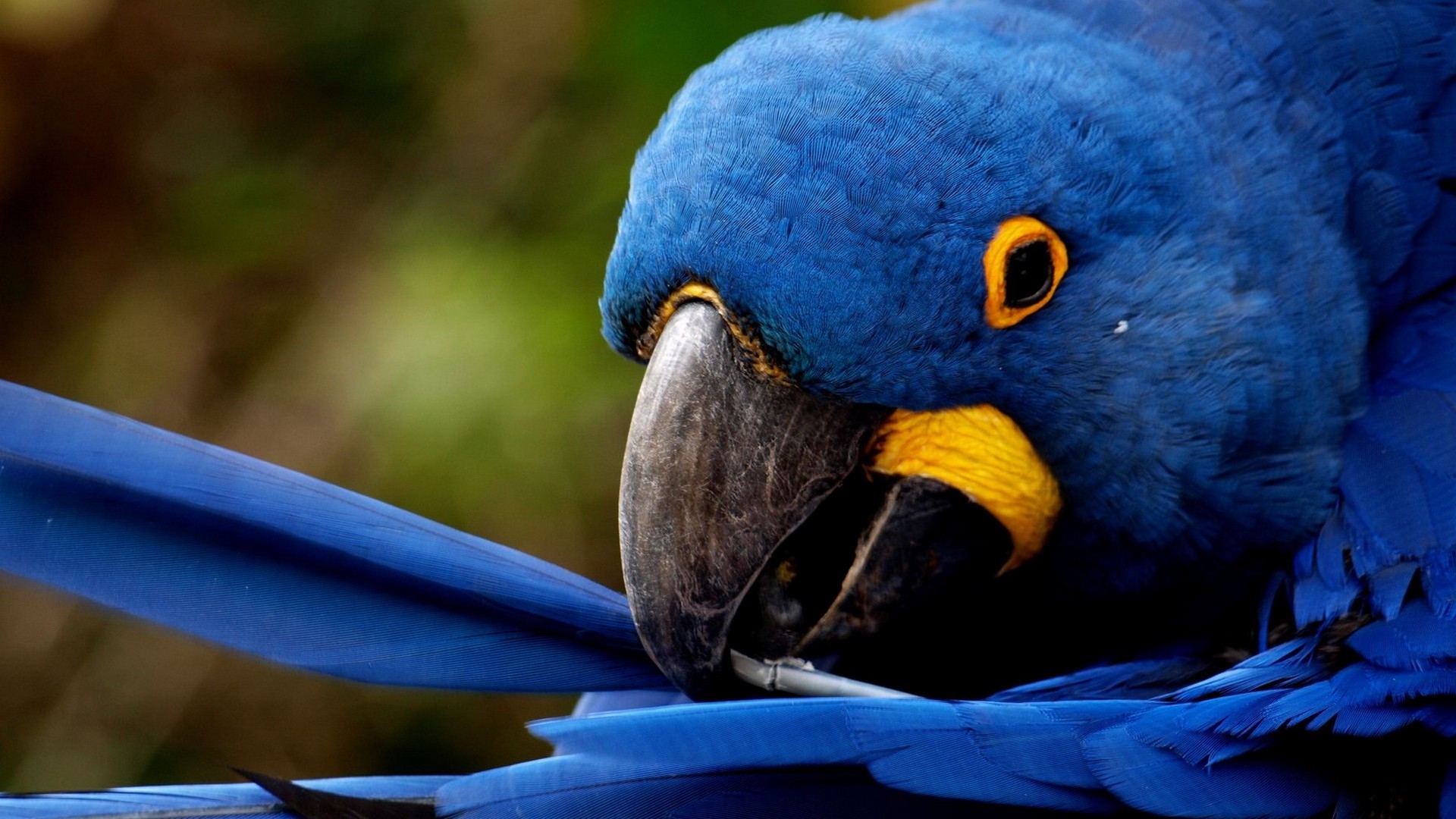 Hyacinth Macaw Wallpapers