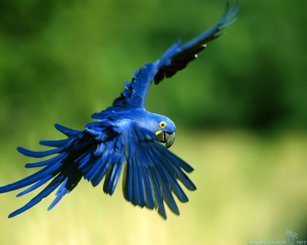 Hyacinth Macaw Wallpapers