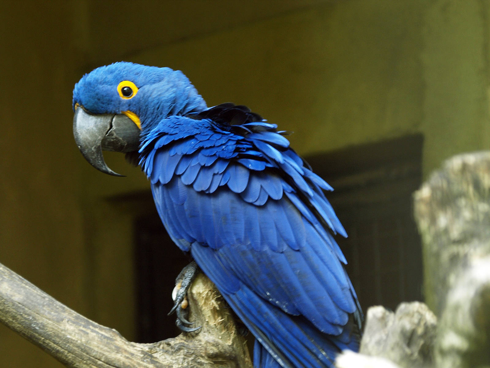 Hyacinth Macaw Wallpapers