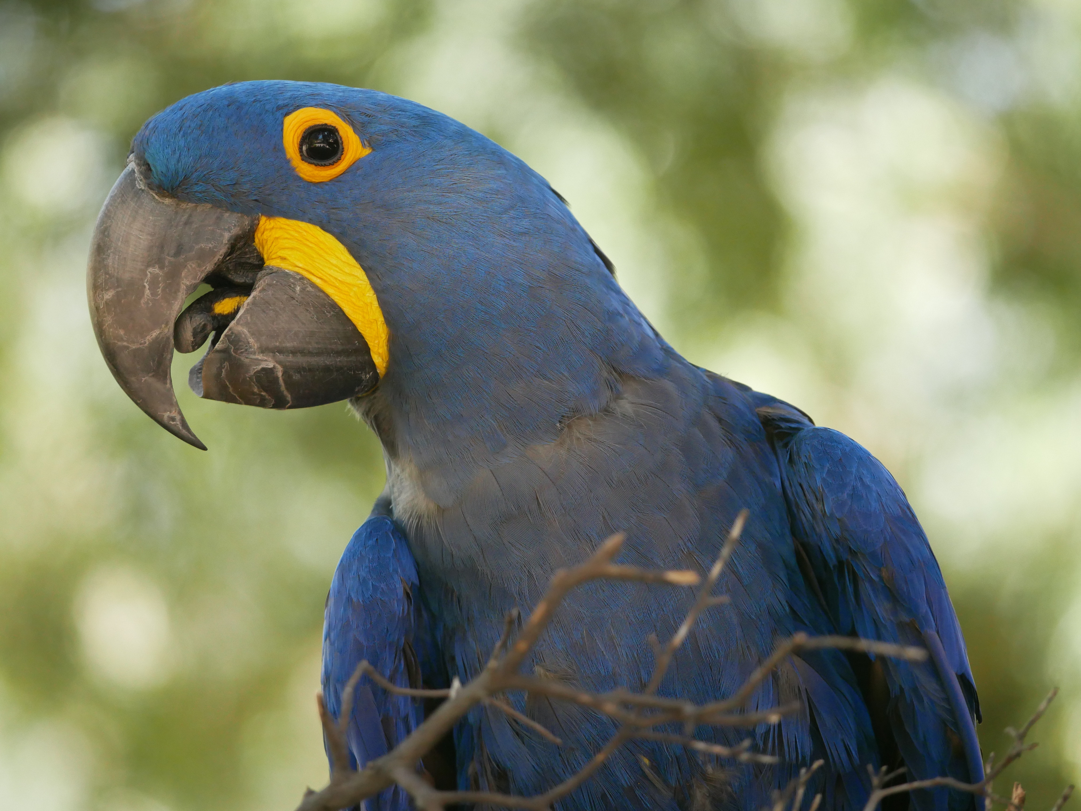 Hyacinth Macaw Wallpapers