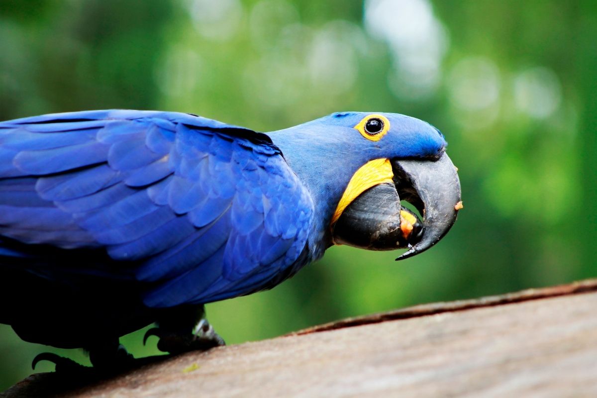 Hyacinth Macaw Wallpapers