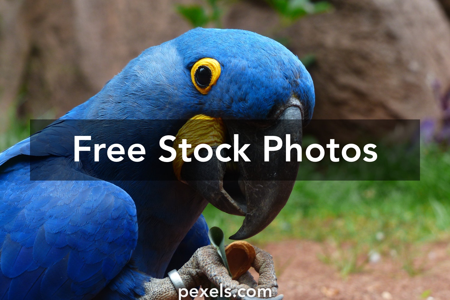 Hyacinth Macaw Wallpapers