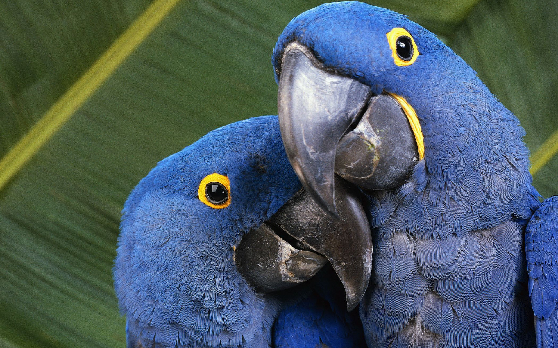 Hyacinth Macaw Wallpapers