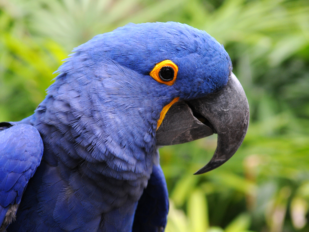 Hyacinth Macaw Wallpapers