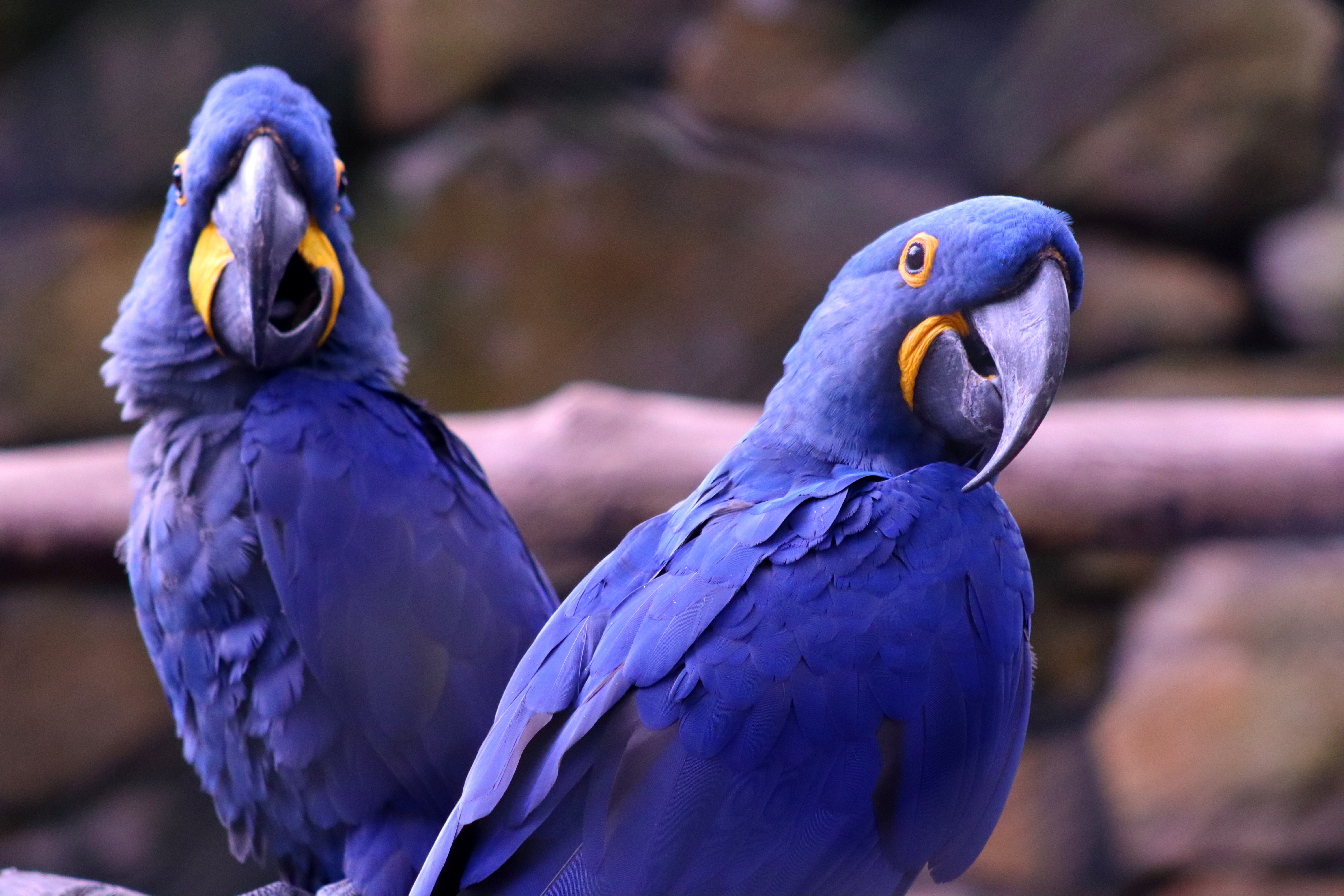 Hyacinth Macaw Wallpapers