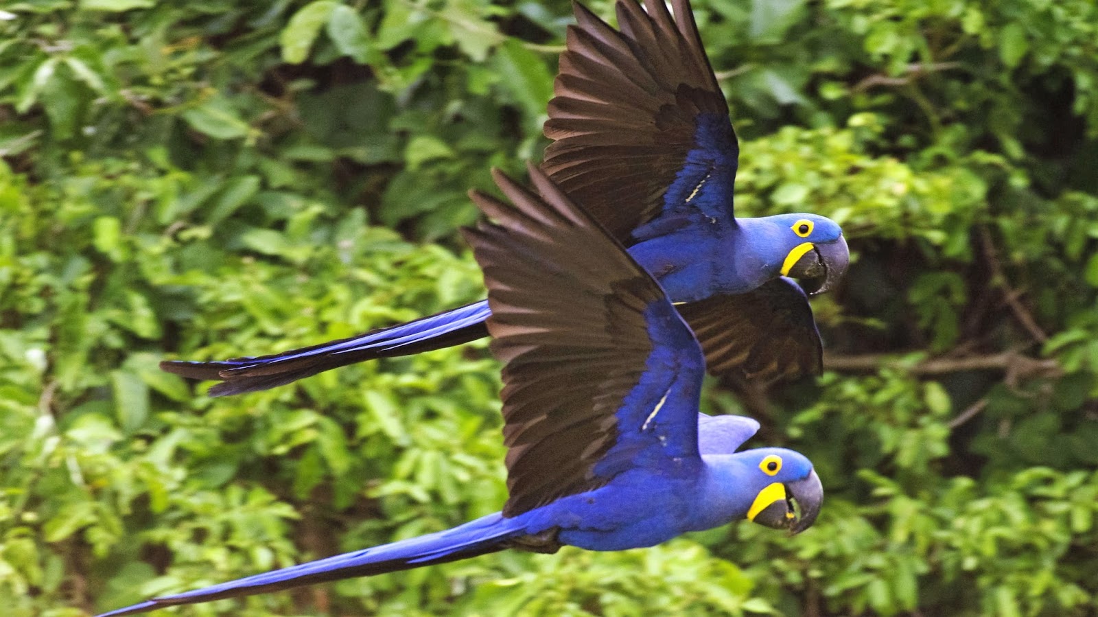 Hyacinth Macaw Wallpapers