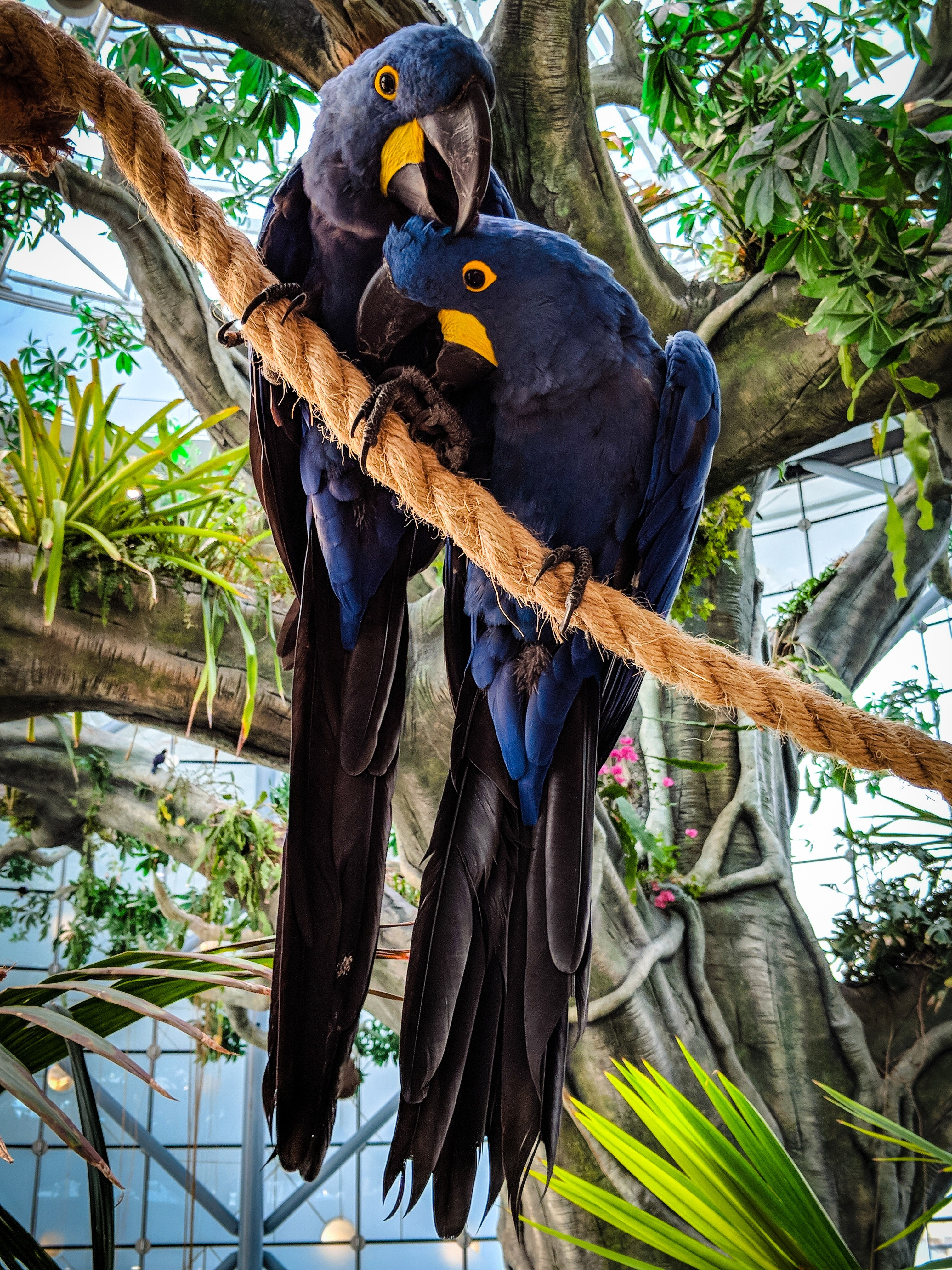 Hyacinth Macaw Wallpapers