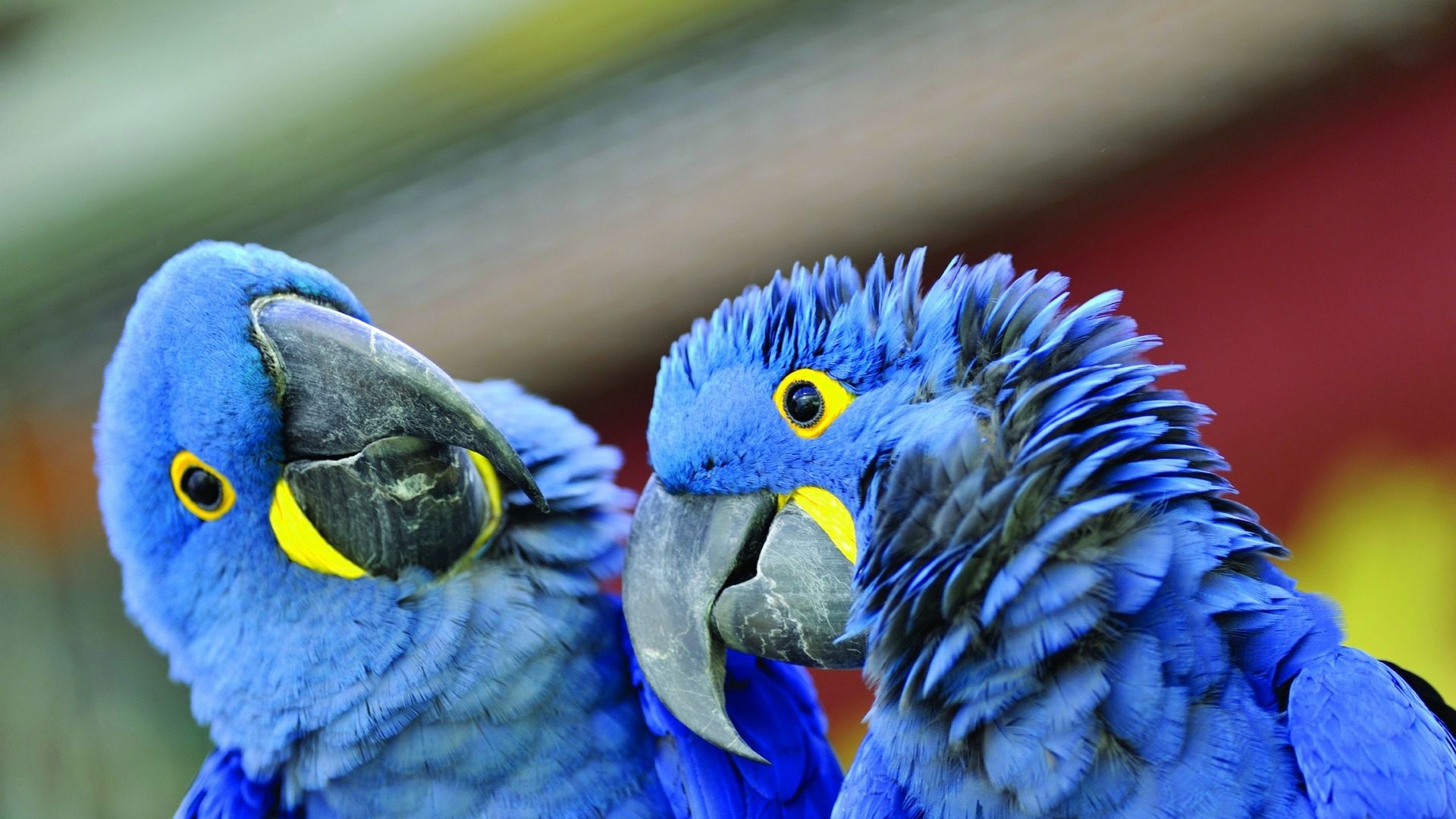 Hyacinth Macaw Wallpapers