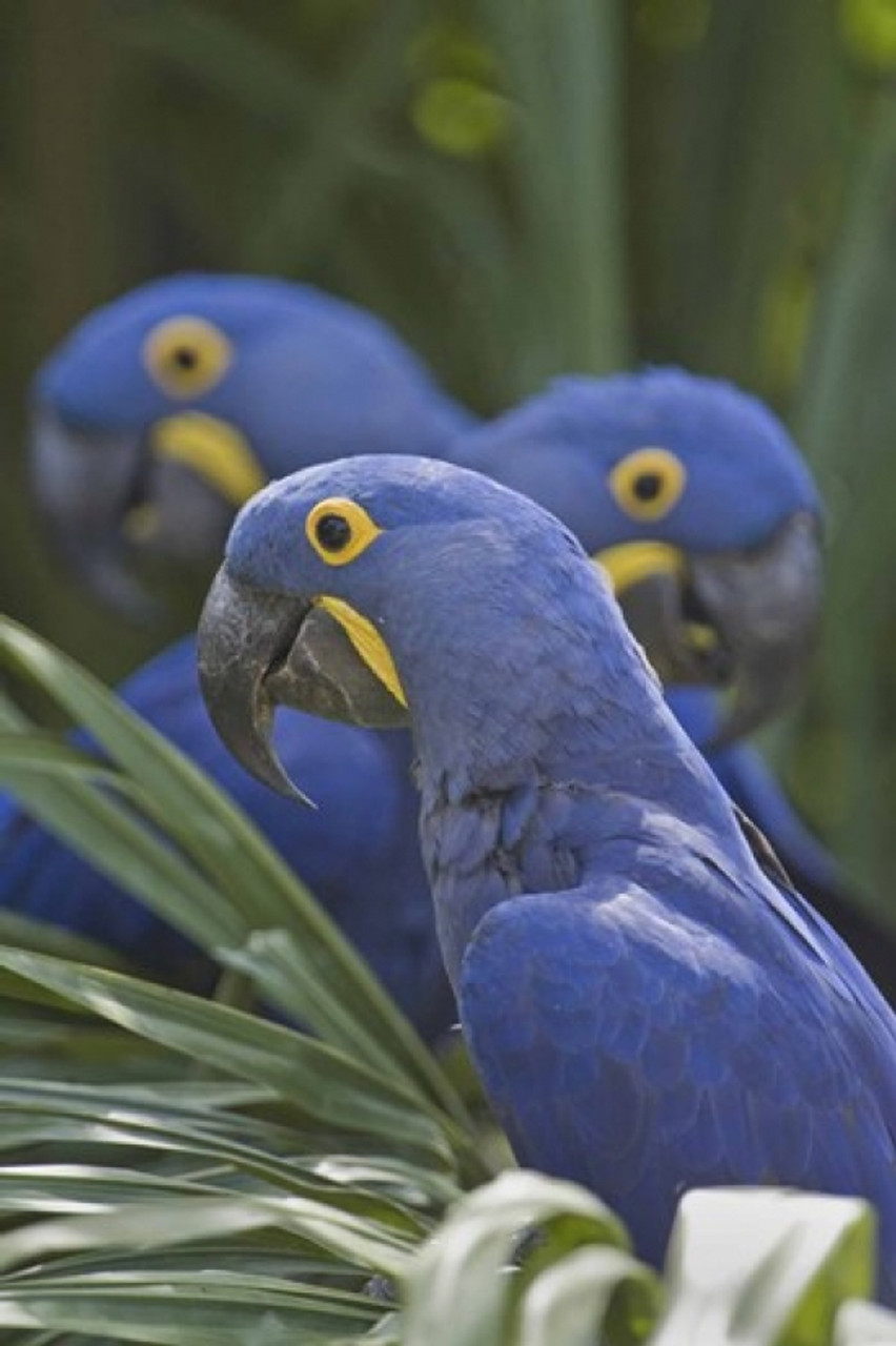 Hyacinth Macaw Wallpapers