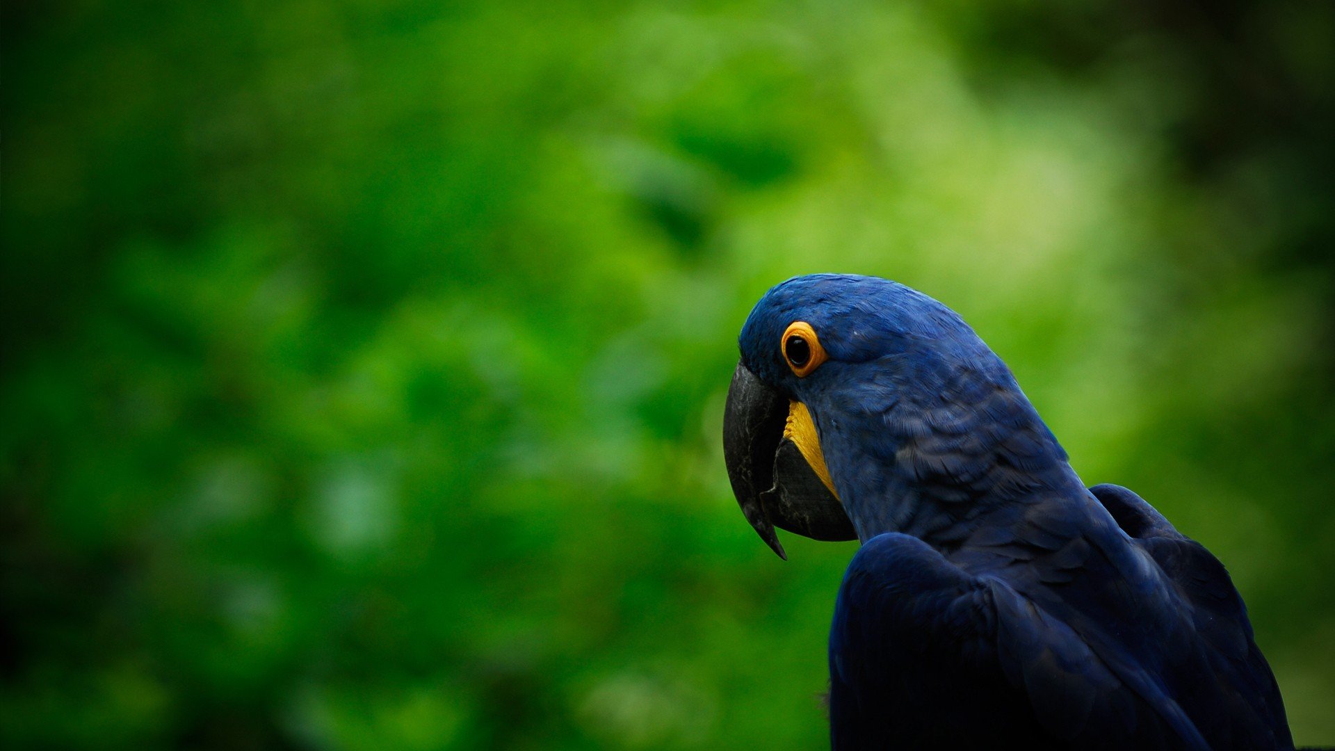 Hyacinth Macaw Wallpapers