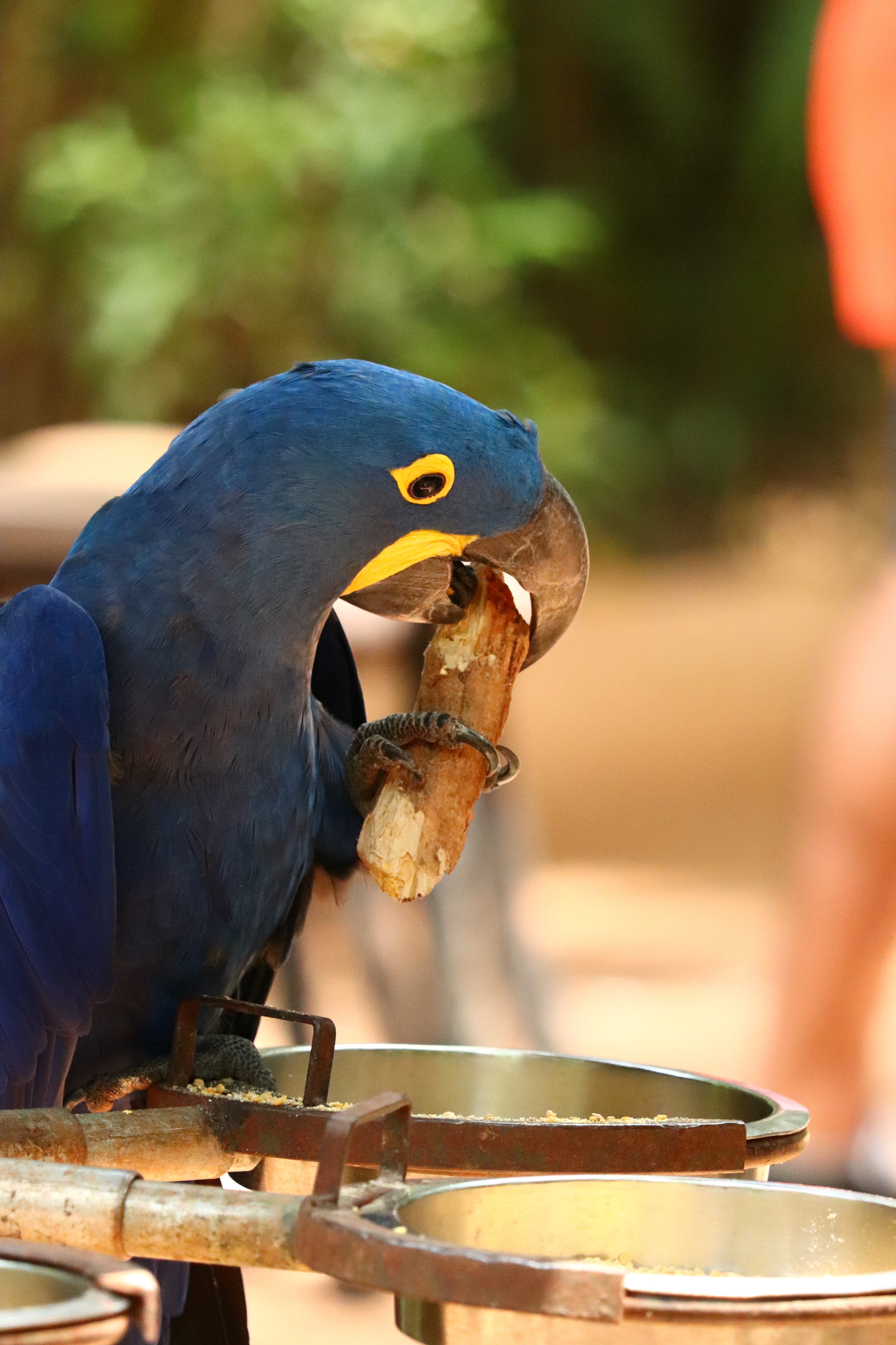 Hyacinth Macaw Wallpapers