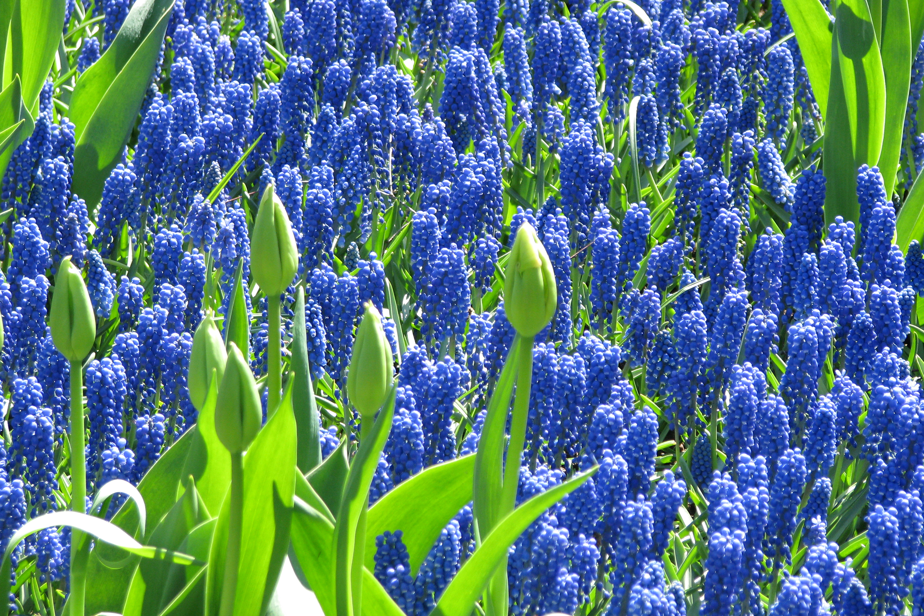 Hyacinth Wallpapers