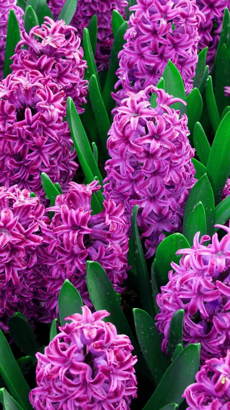 Hyacinth Wallpapers