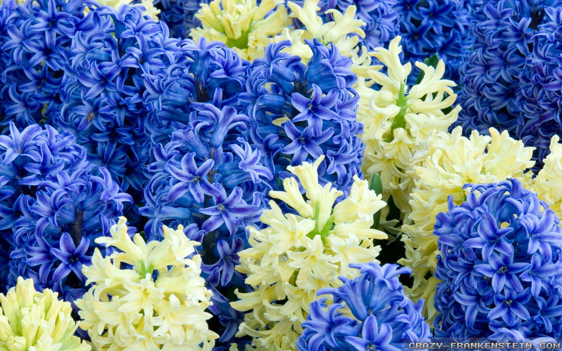 Hyacinth Wallpapers