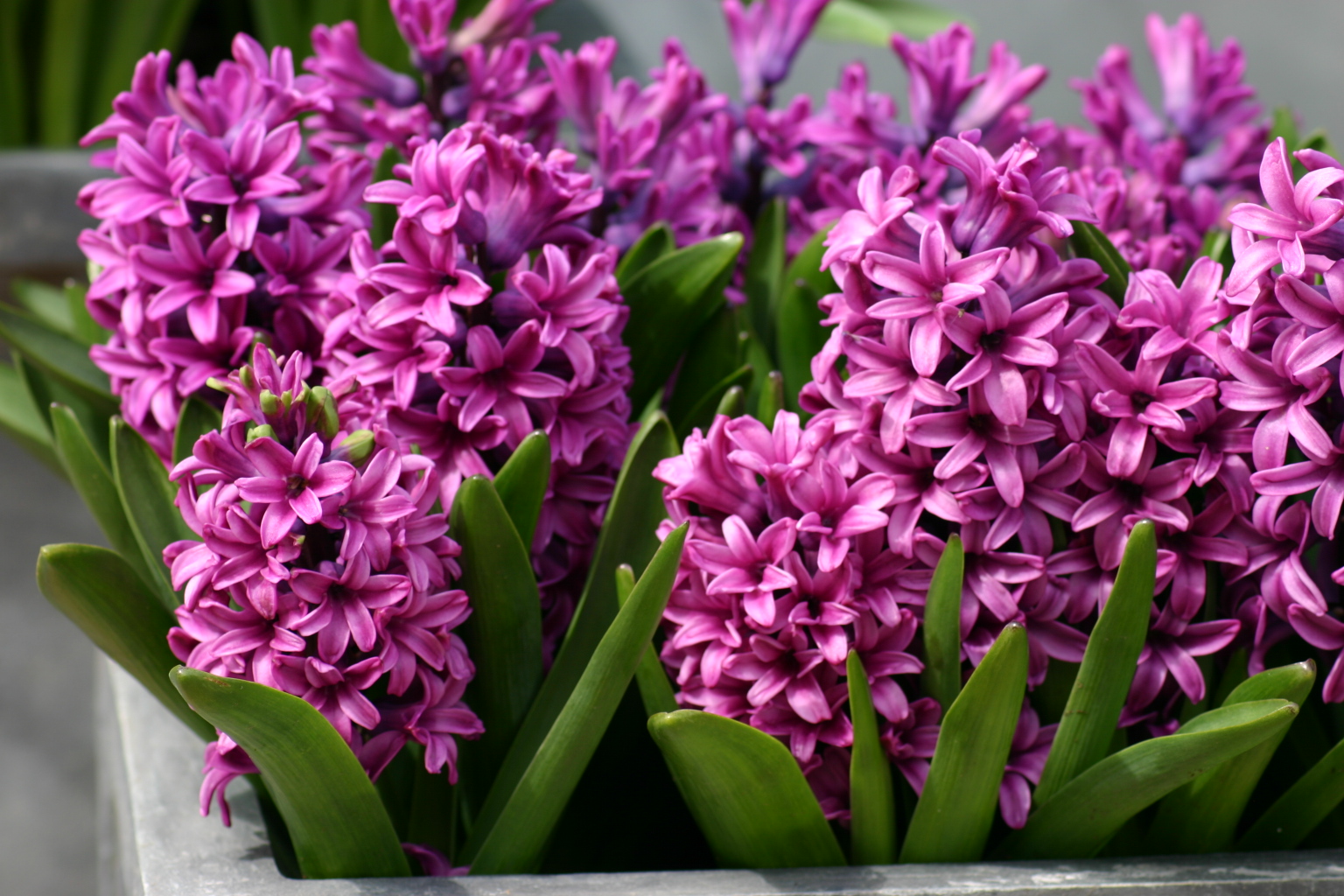 Hyacinth Wallpapers