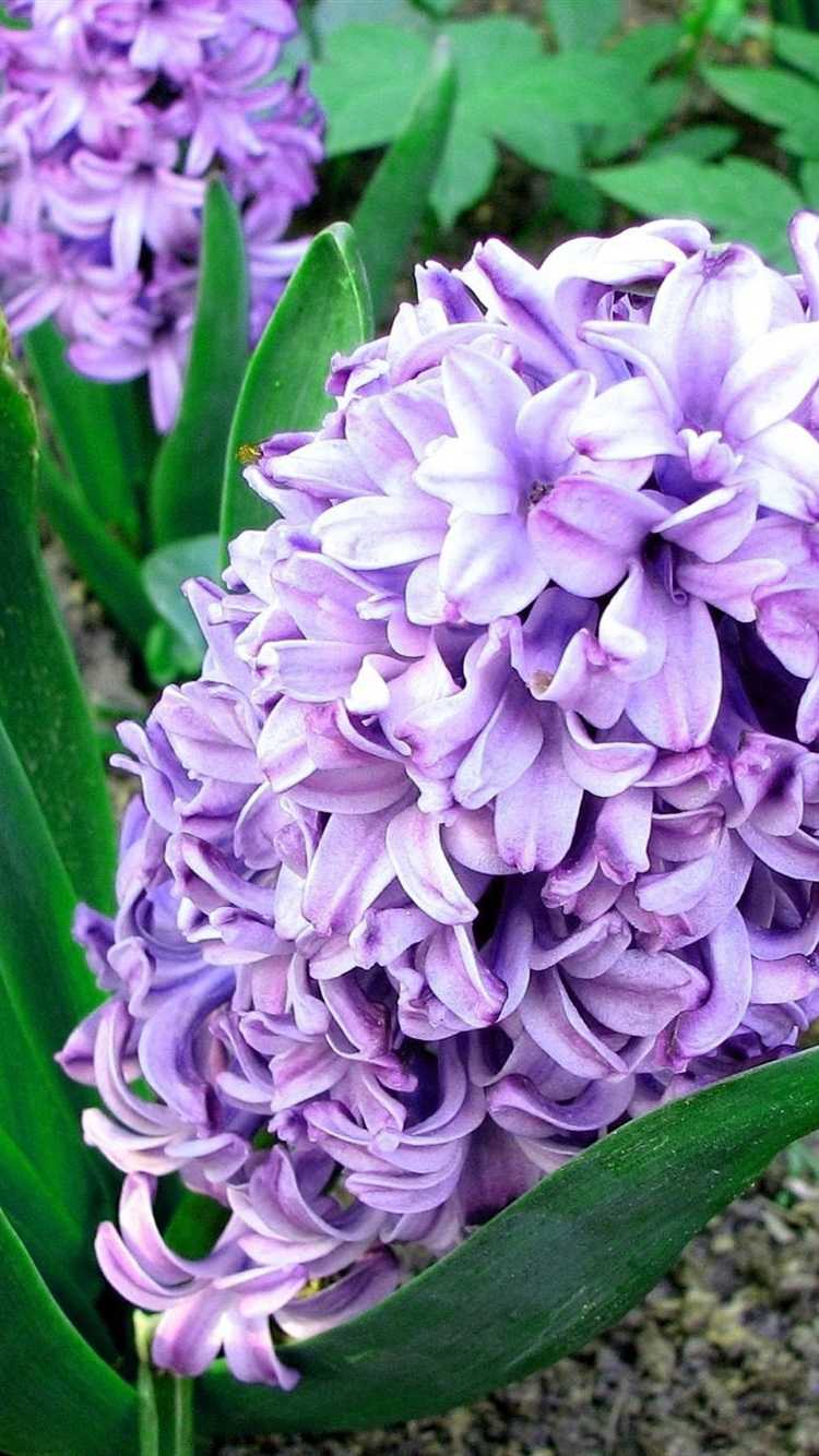 Hyacinth Wallpapers