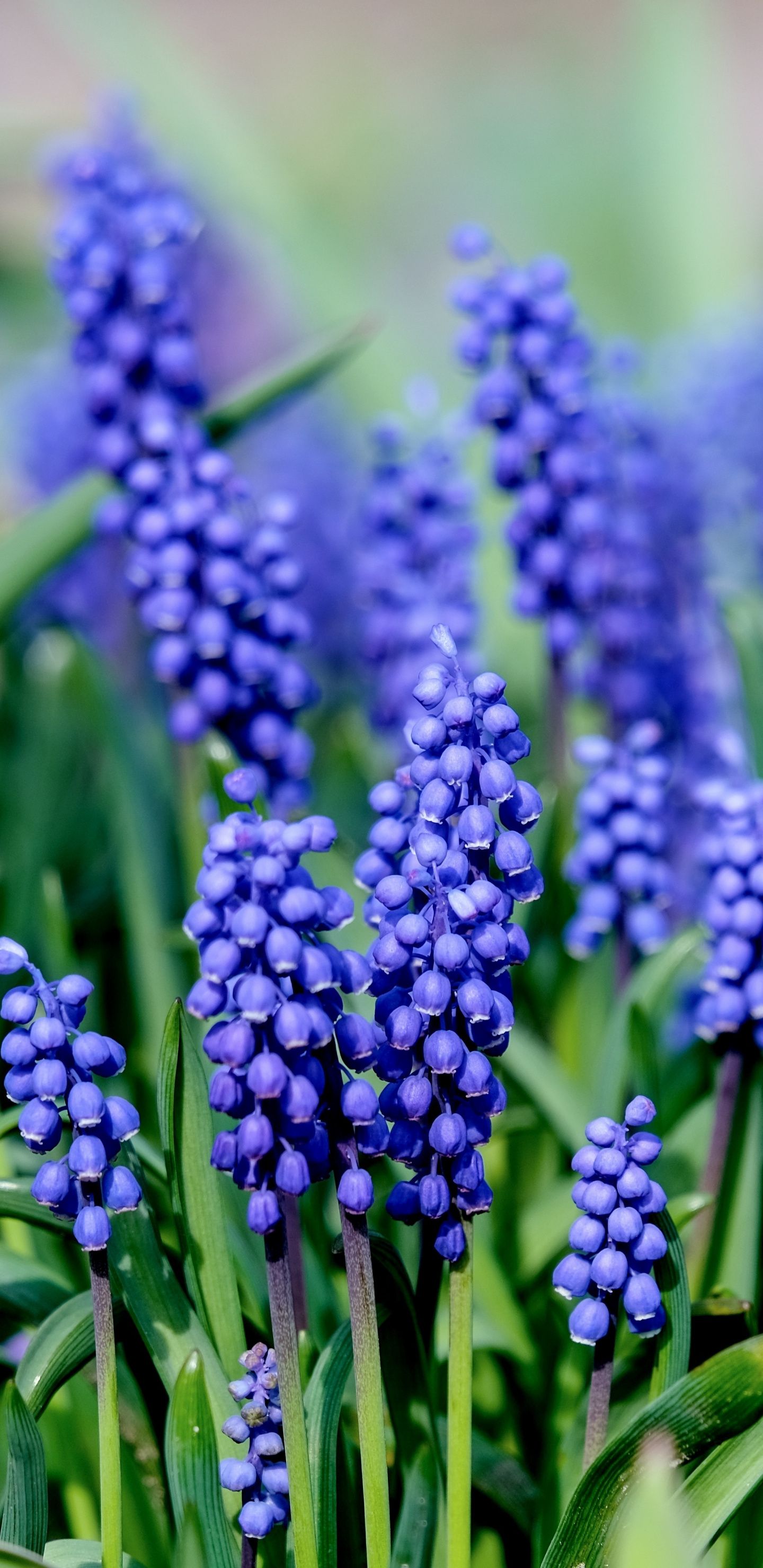 Hyacinth Wallpapers