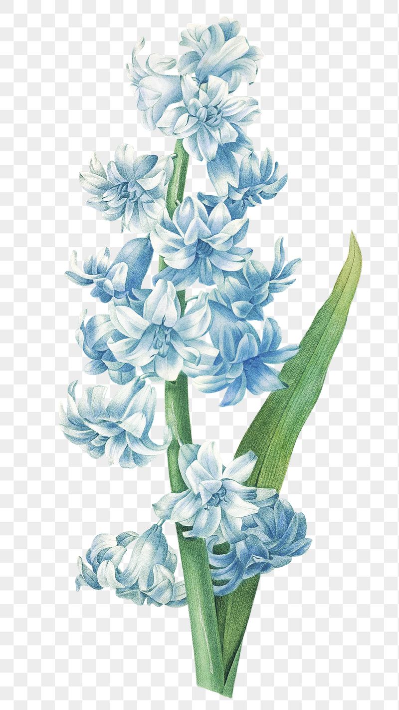 Hyacinth Wallpapers