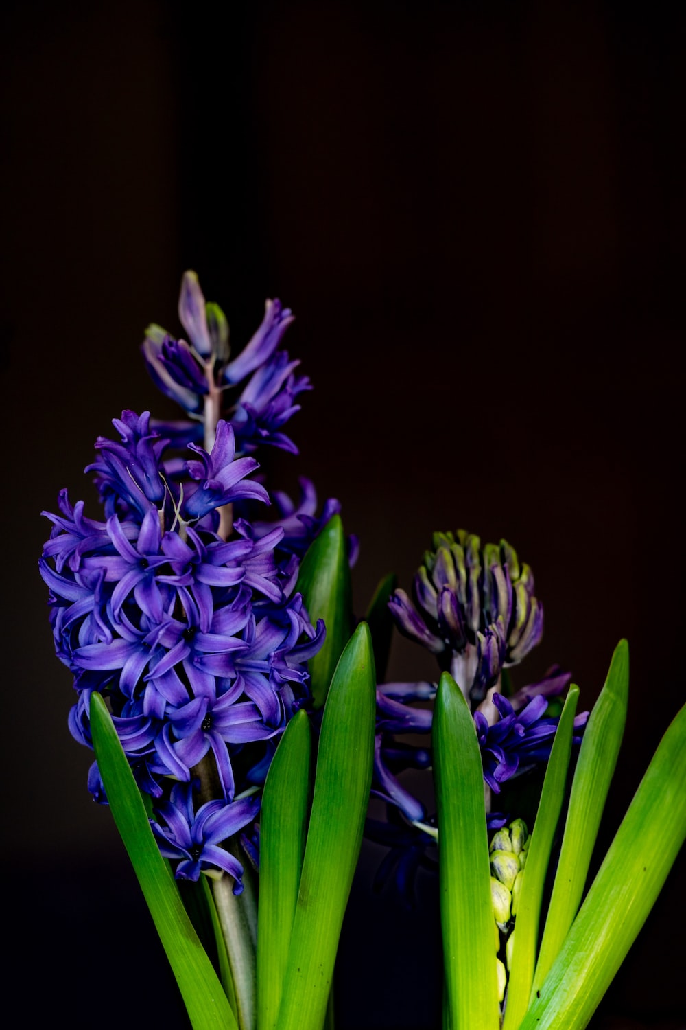 Hyacinth Wallpapers