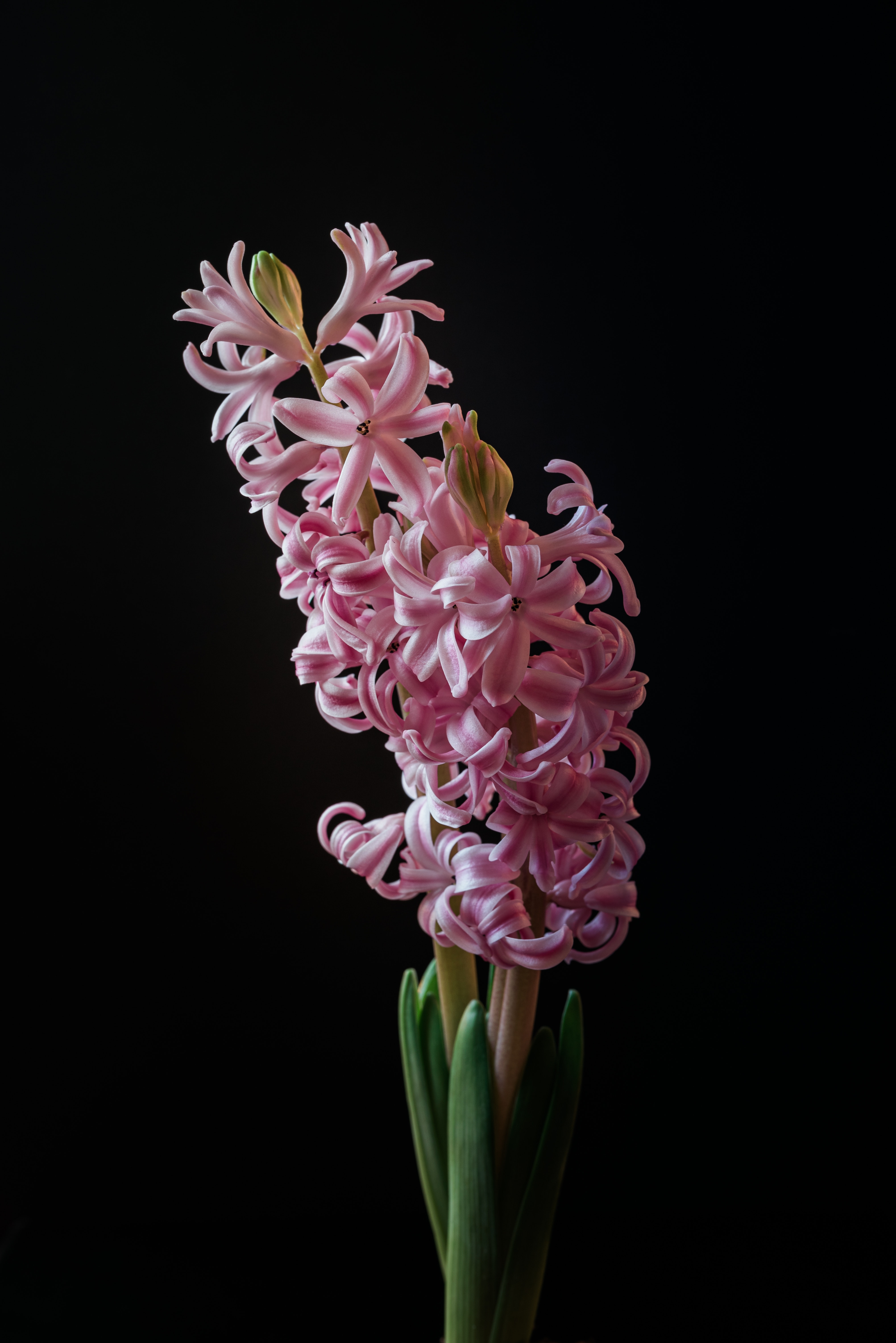 Hyacinth Wallpapers