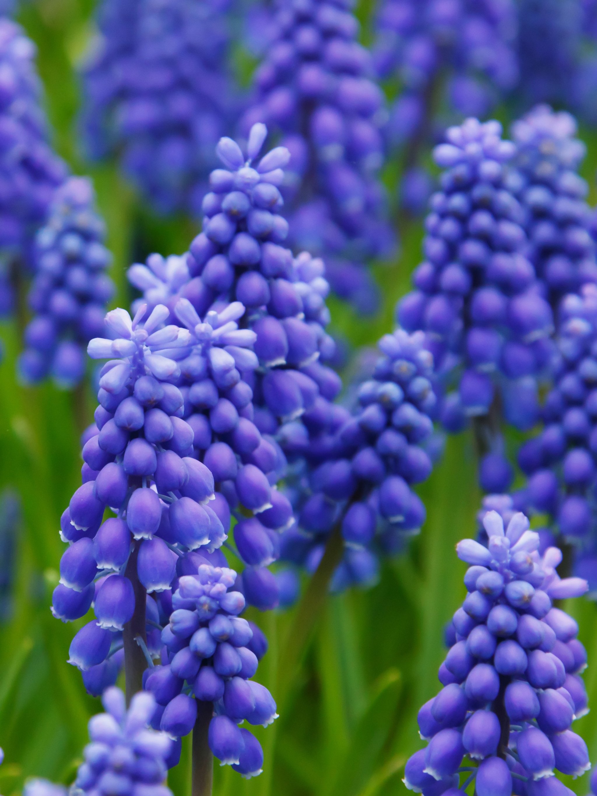 Hyacinth Wallpapers