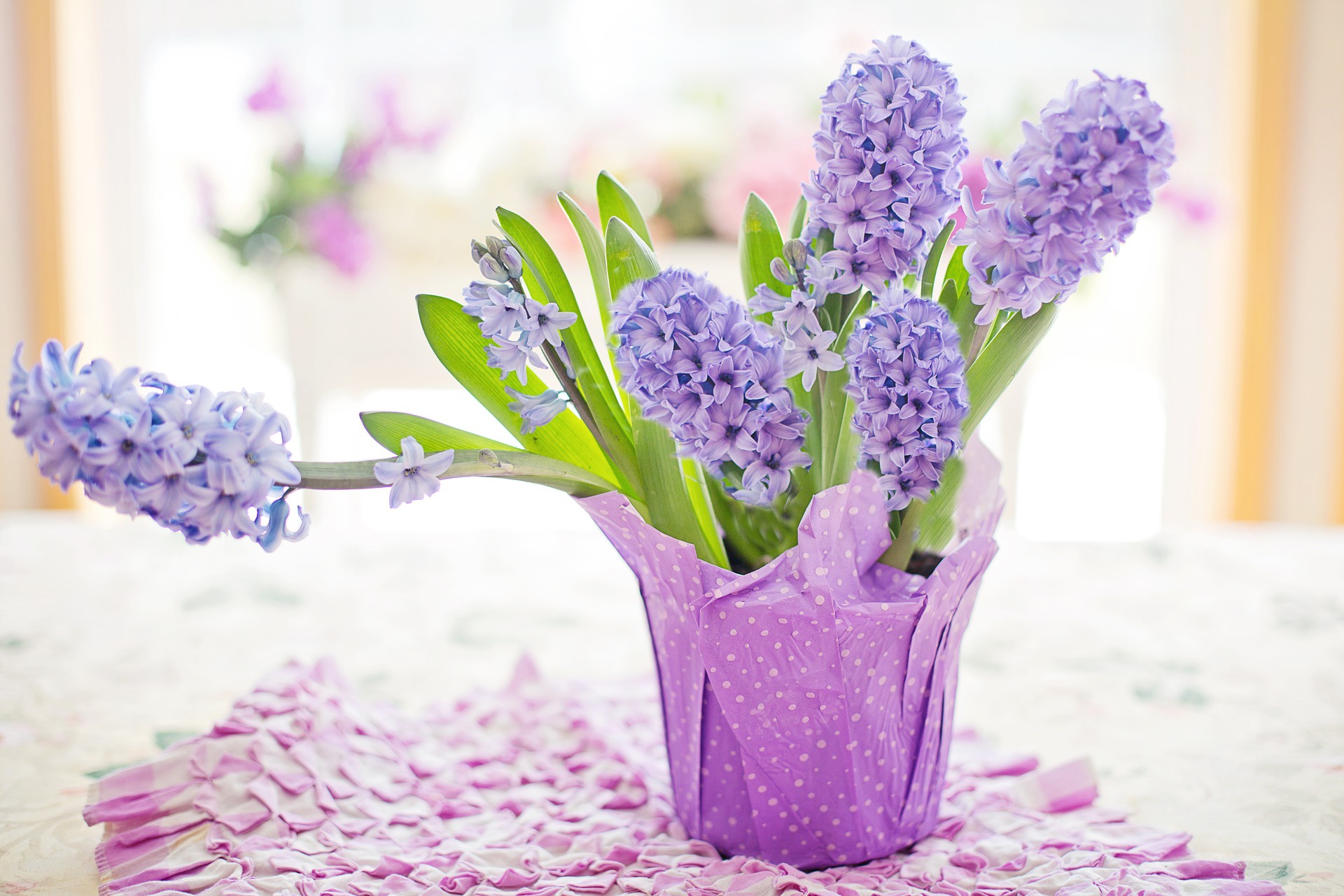 Hyacinth Wallpapers