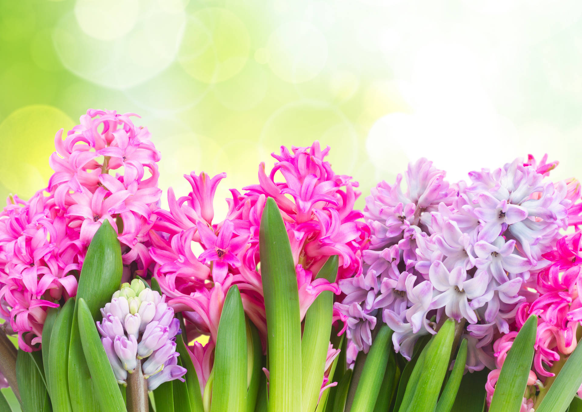 Hyacinth Wallpapers