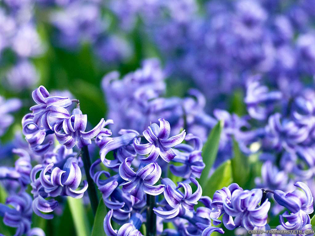 Hyacinth Wallpapers