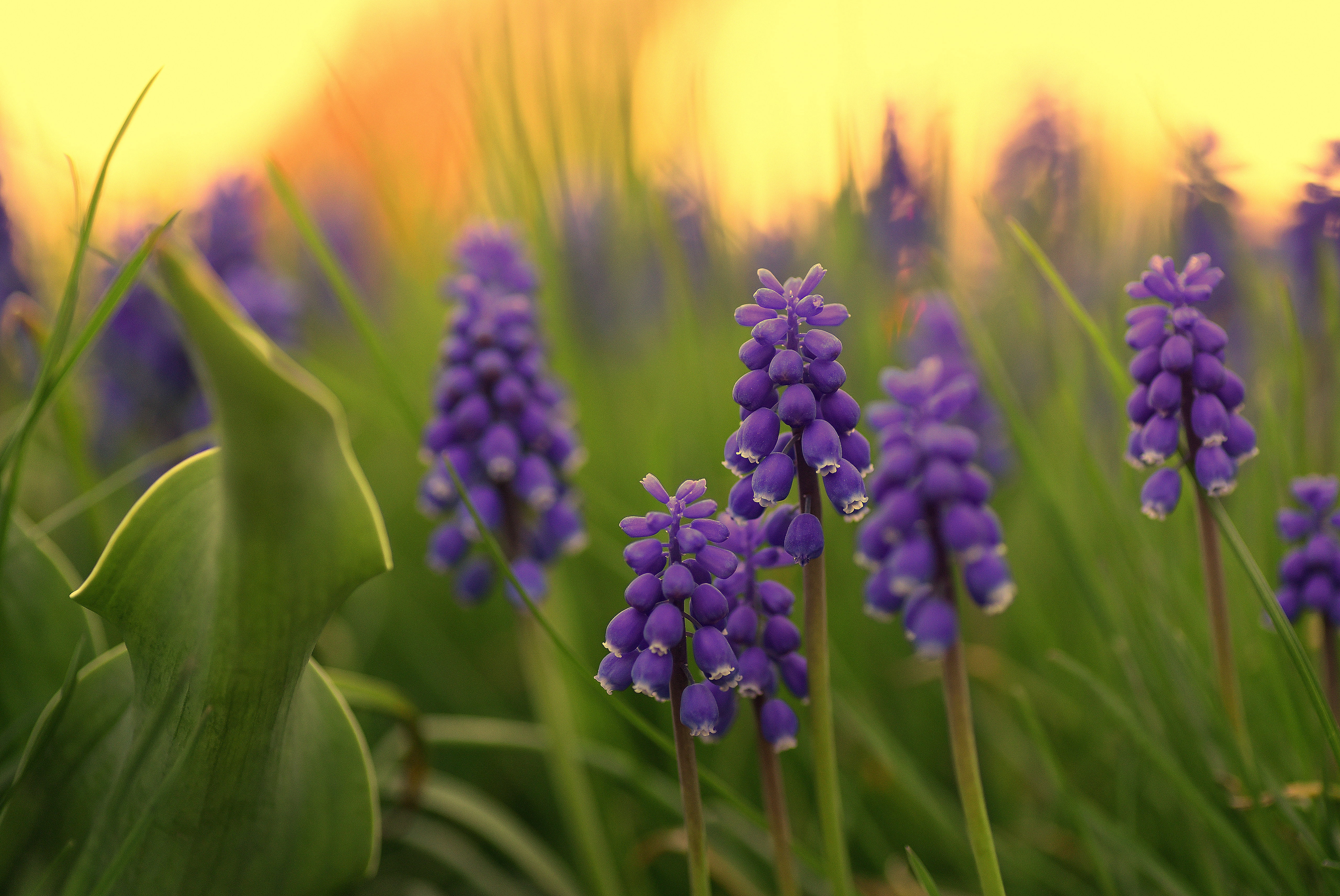 Hyacinth Wallpapers