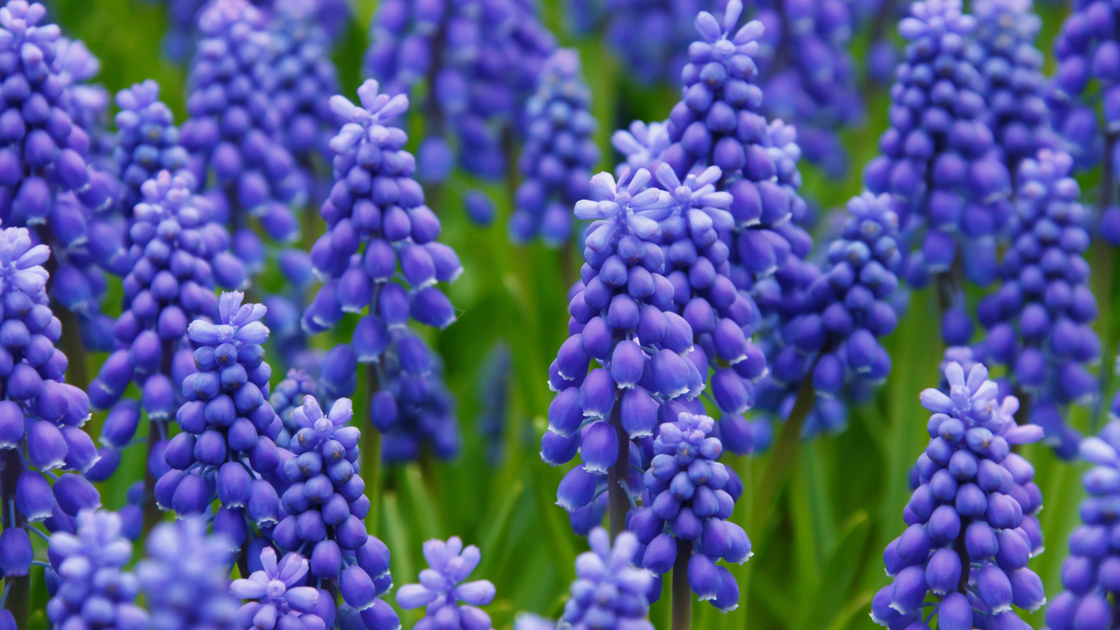 Hyacinth Wallpapers