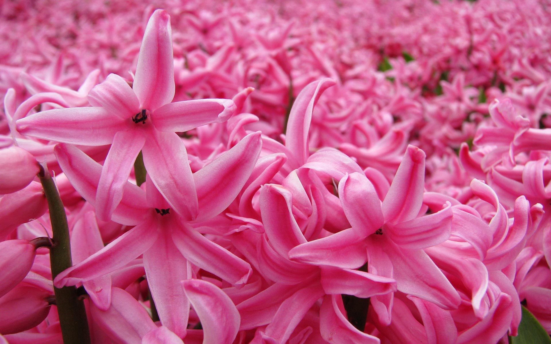 Hyacinth Wallpapers