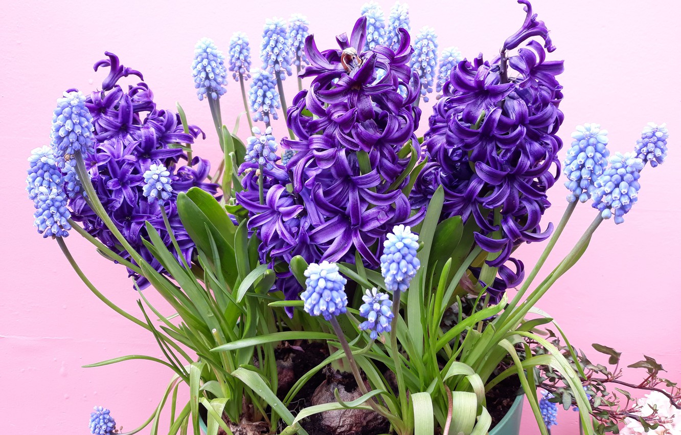 Hyacinth Wallpapers