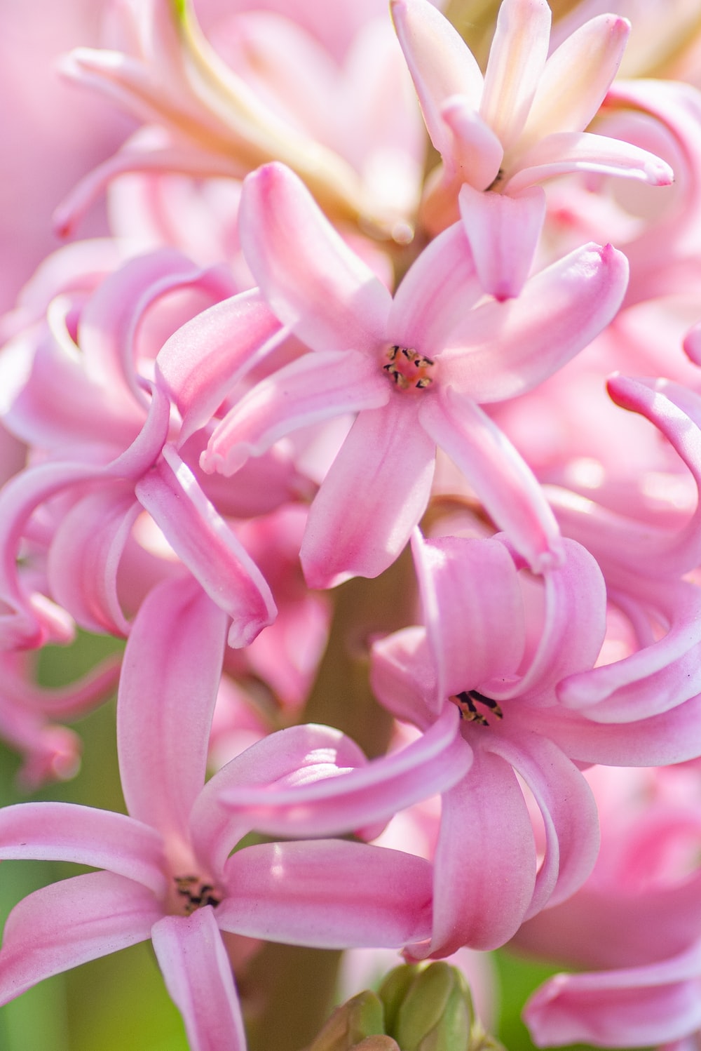 Hyacinth Wallpapers