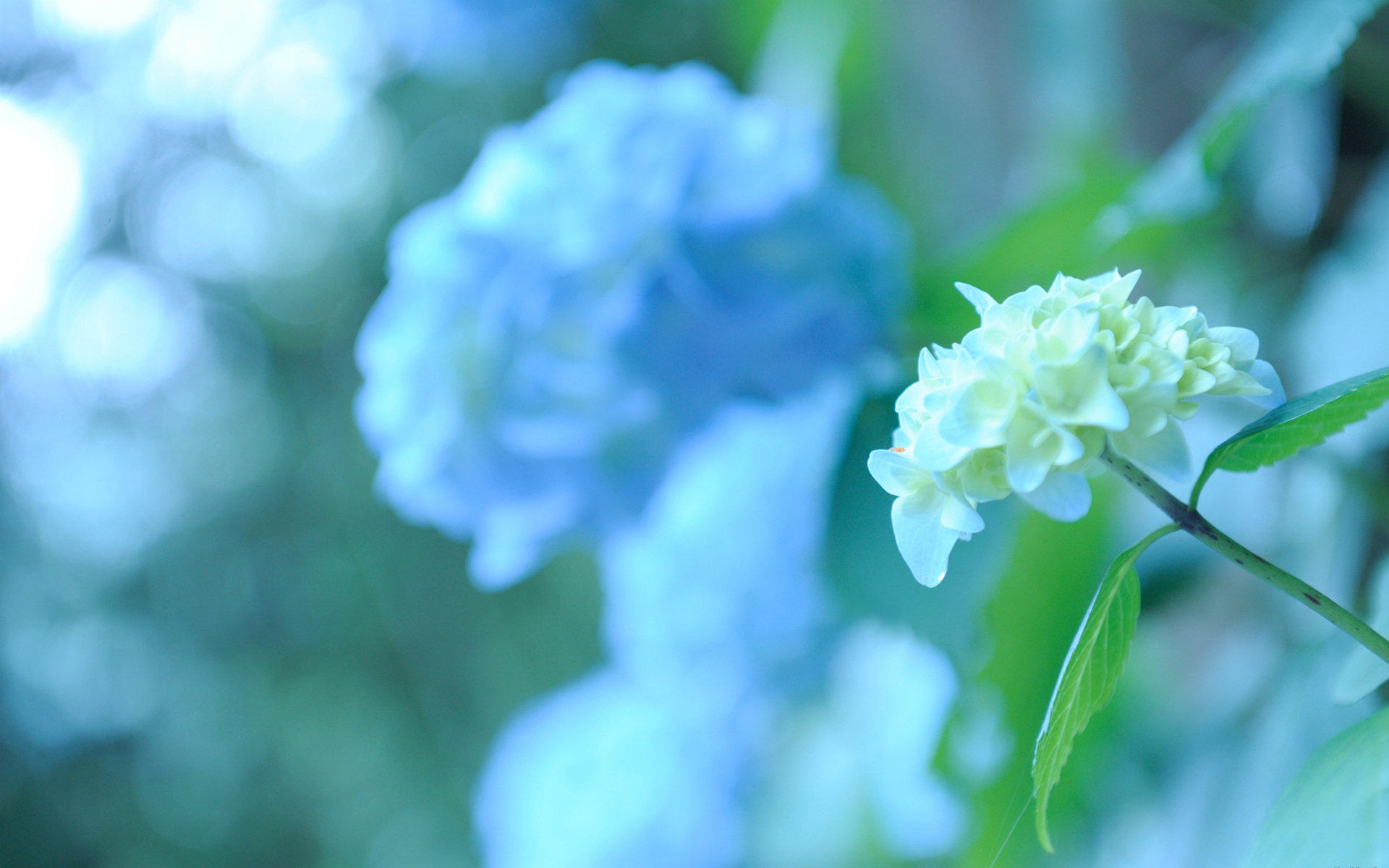 Hydrangea Desktop Backgrounds