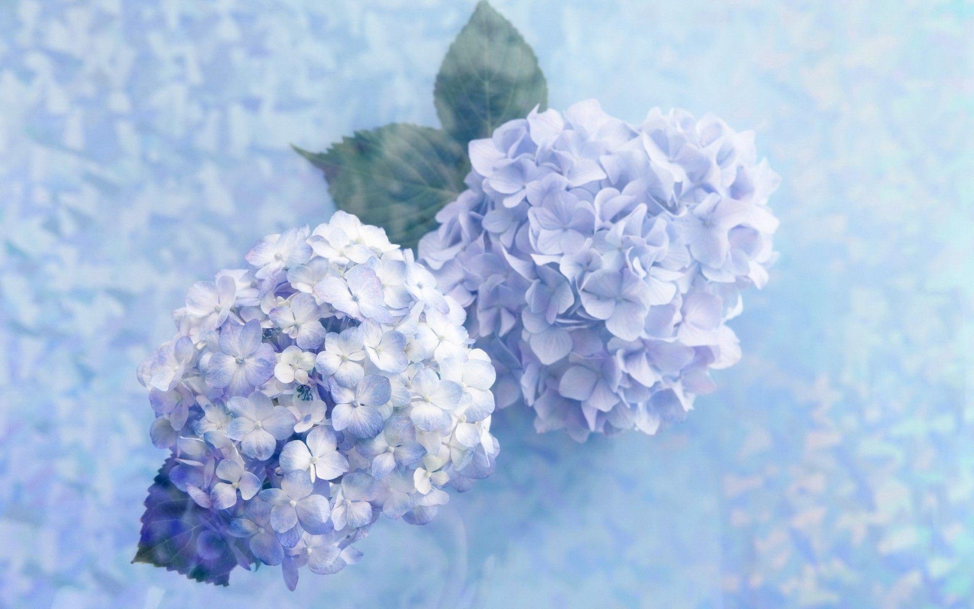 Hydrangea Desktop Backgrounds