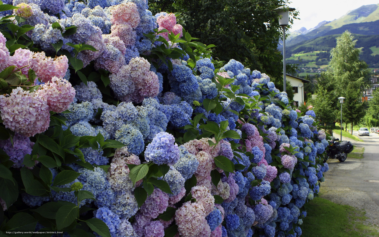 Hydrangea Desktop Backgrounds