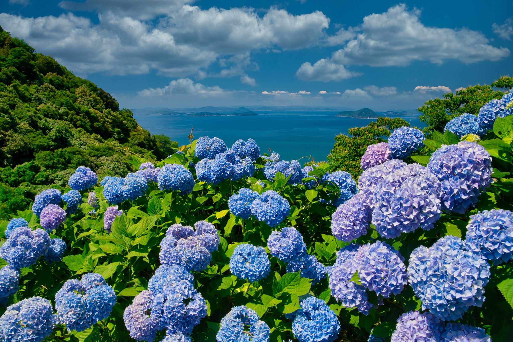 Hydrangea Desktop Backgrounds