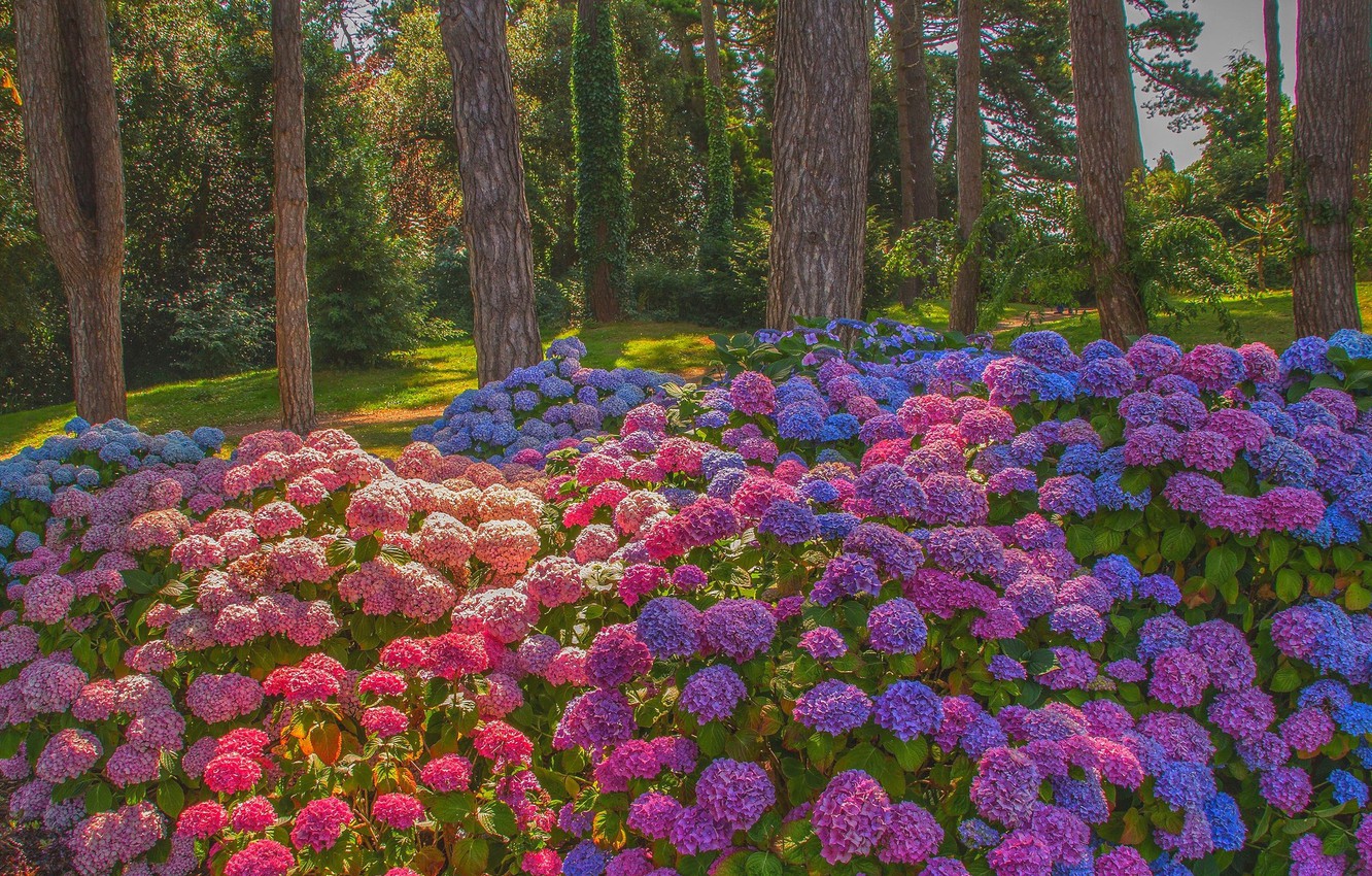 Hydrangea Desktop Backgrounds