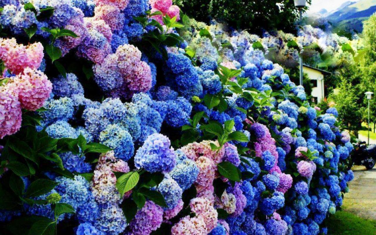 Hydrangea Desktop Backgrounds