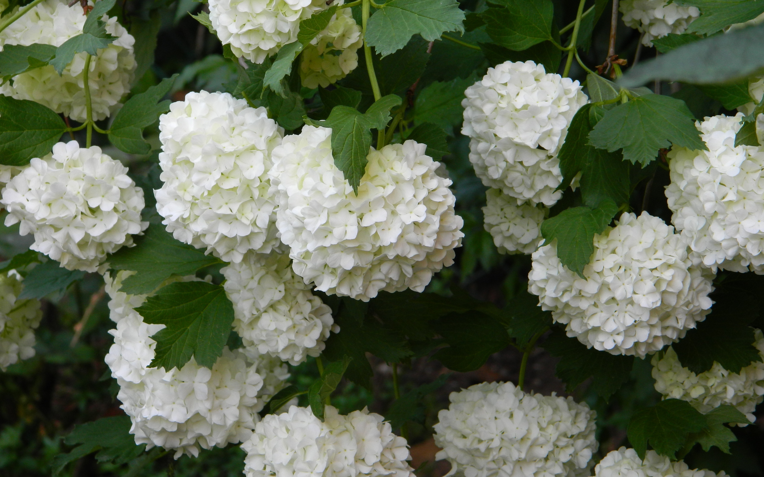 Hydrangea Desktop Backgrounds