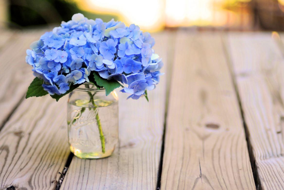 Hydrangea Desktop Backgrounds