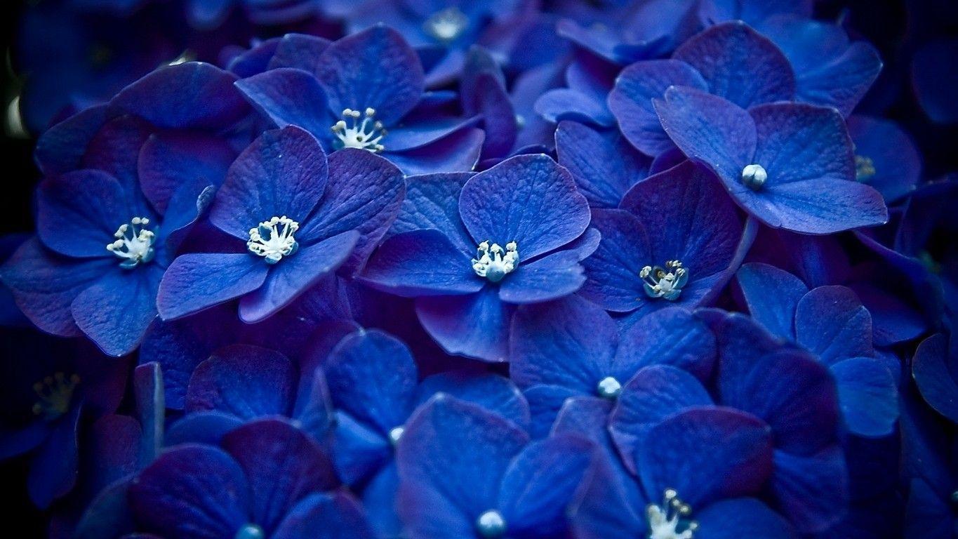 Hydrangea Desktop Backgrounds