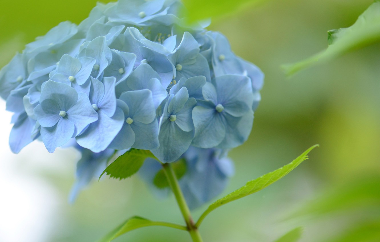 Hydrangea Desktop Backgrounds