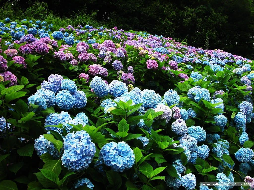 Hydrangea Desktop Backgrounds