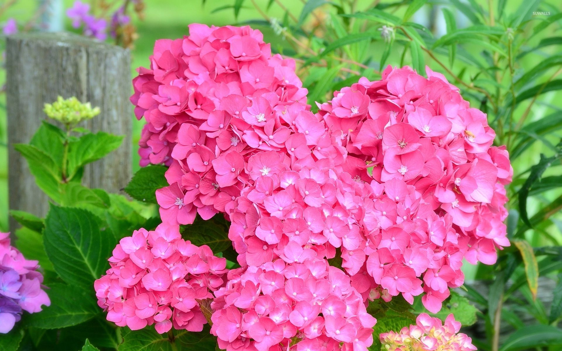 Hydrangea Desktop Backgrounds