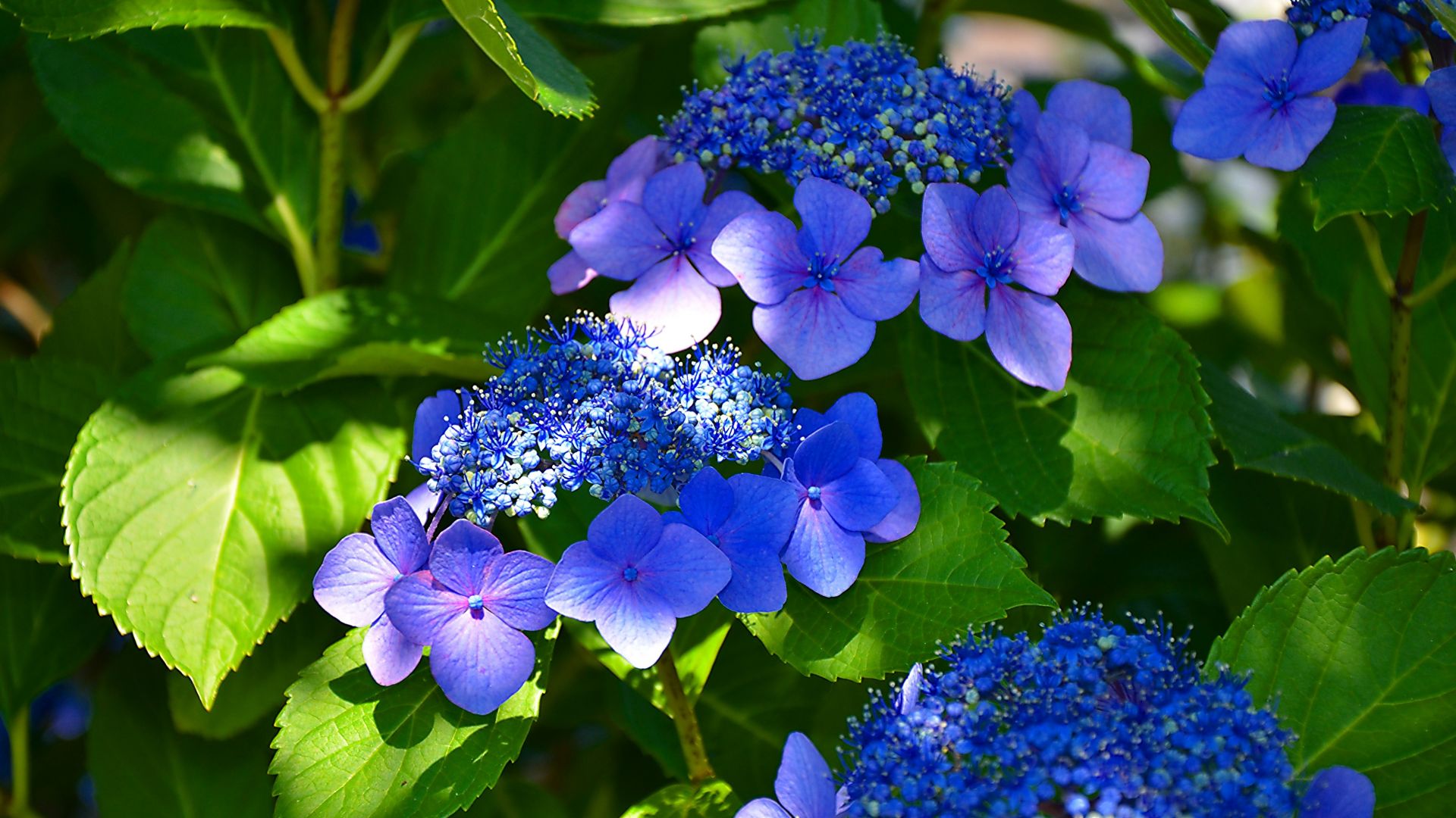 Hydrangea Desktop Backgrounds